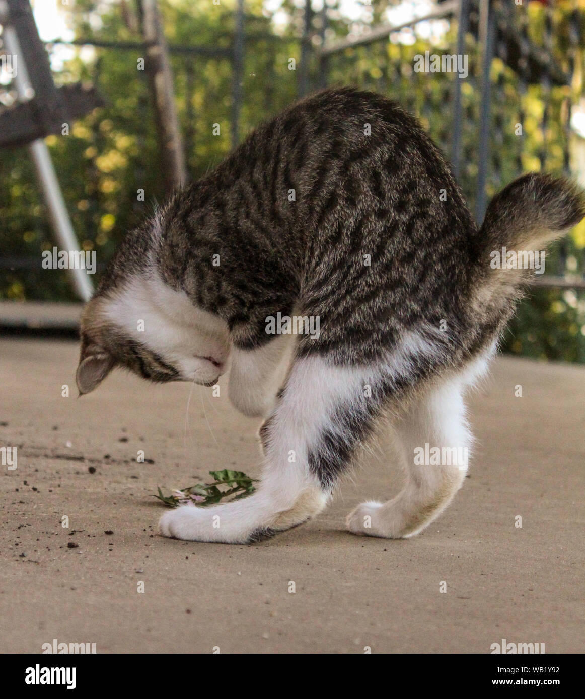 Gestreifte Katze mit kurzem Schwanz Spielen im Freien Stockfoto