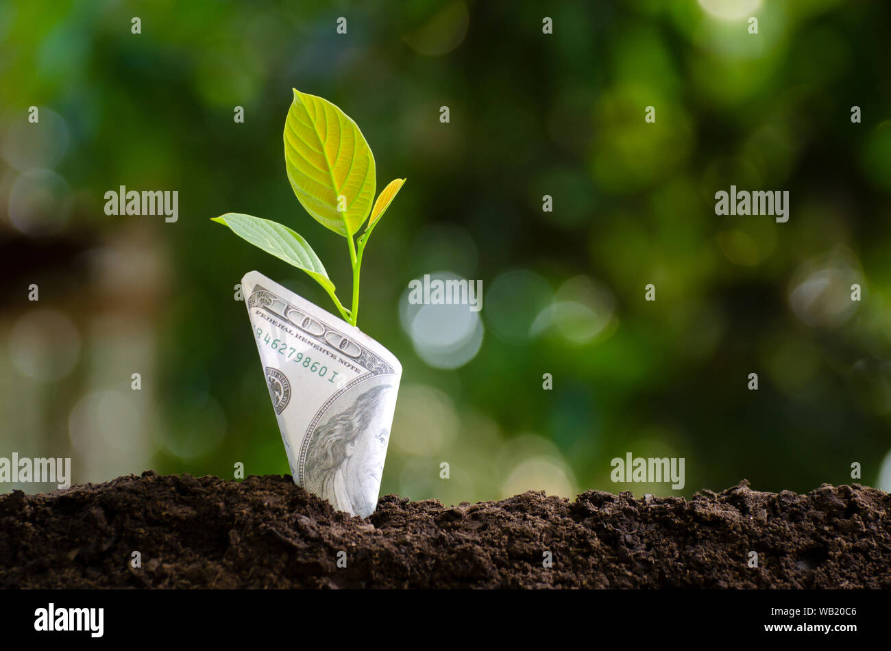 Banknoten baum Bild der Bank Note mit Pflanze, die auf der Oberseite für Business grün Natur Hintergrund Geld sparen und Investitionen Finanzkonzept Stockfoto