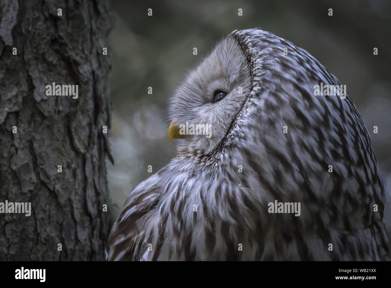 Habichtskauz (Strix Uralensis) Stockfoto