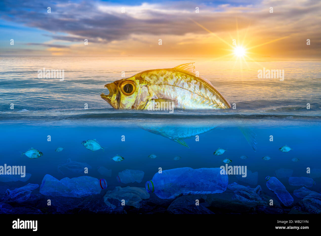 Fische, die sich sterben, schwimmend auf der Oberfläche, die Auswirkungen der Plastikmüll im Meer Konzepte zur Erhaltung der Natur und das Meer Stockfoto