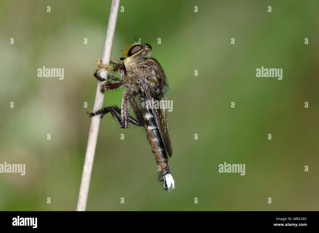 Räuber Fliegen, Promachus bastardii, männlich Stockfoto