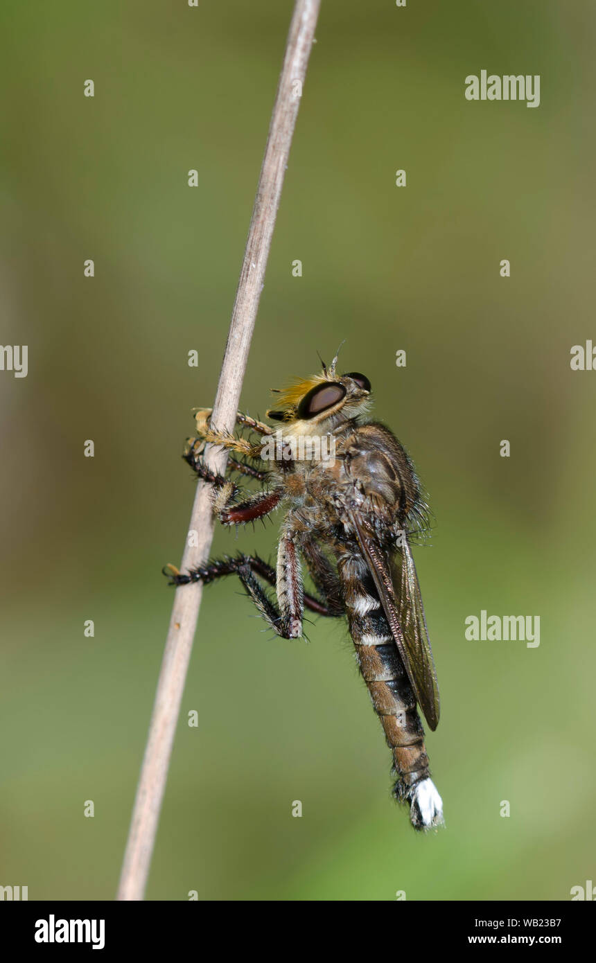 Räuber Fliegen, Promachus bastardii, männlich Stockfoto