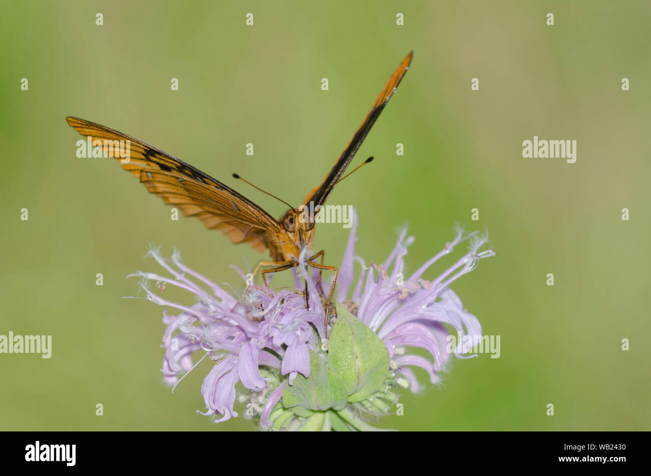 Diana Fritillary, Argynnis diana, männlicher Nektar auf wildem Bergamotte, Monarda fistulosa Stockfoto