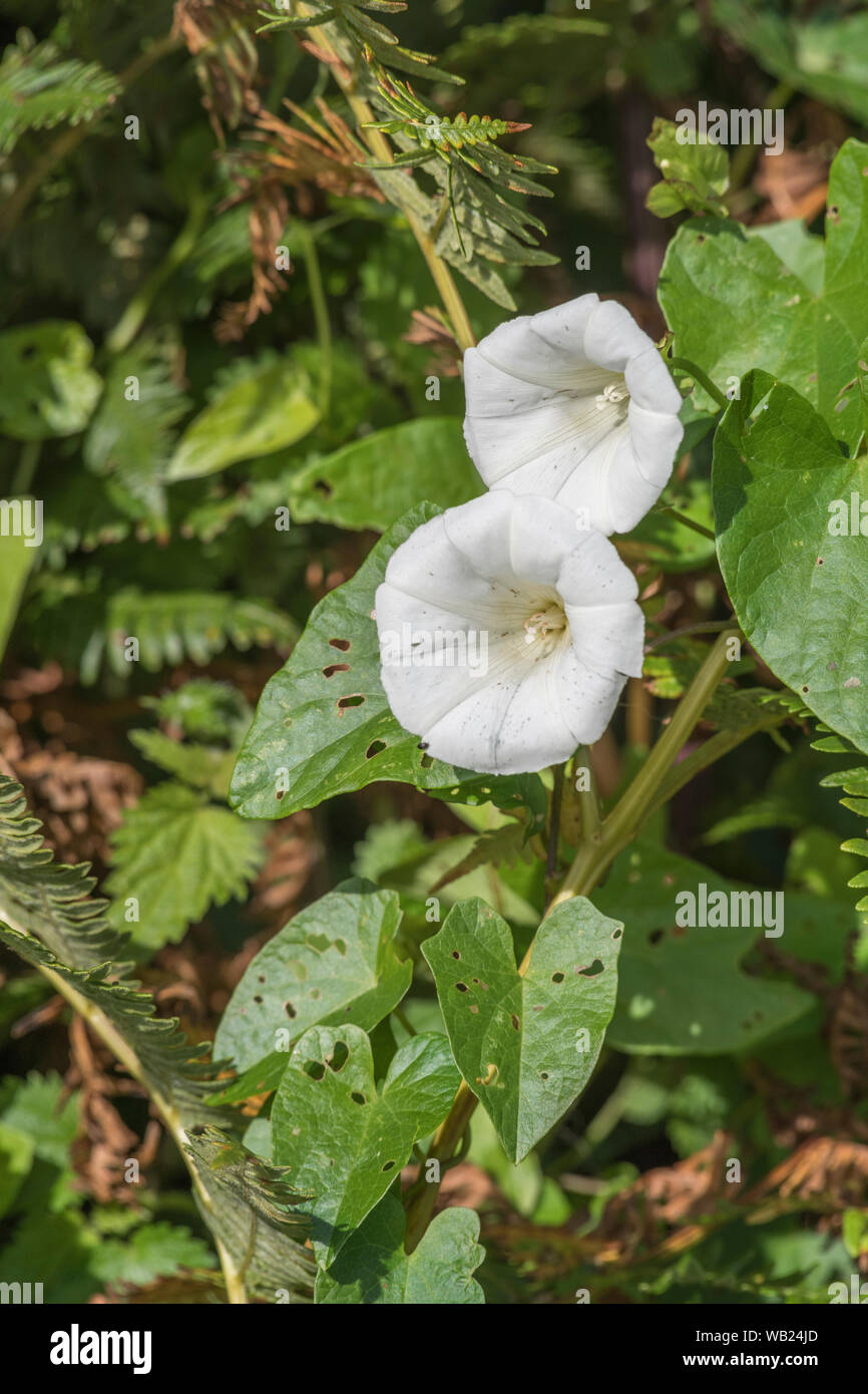 Blumen und Blätter von Hedge Bindweed/Calystegia sepium wächst in einer Hecke im Sonnenschein. Gemeinsame Unkraut UK, lästigen Unkraut, Heckenpflanzen. Stockfoto