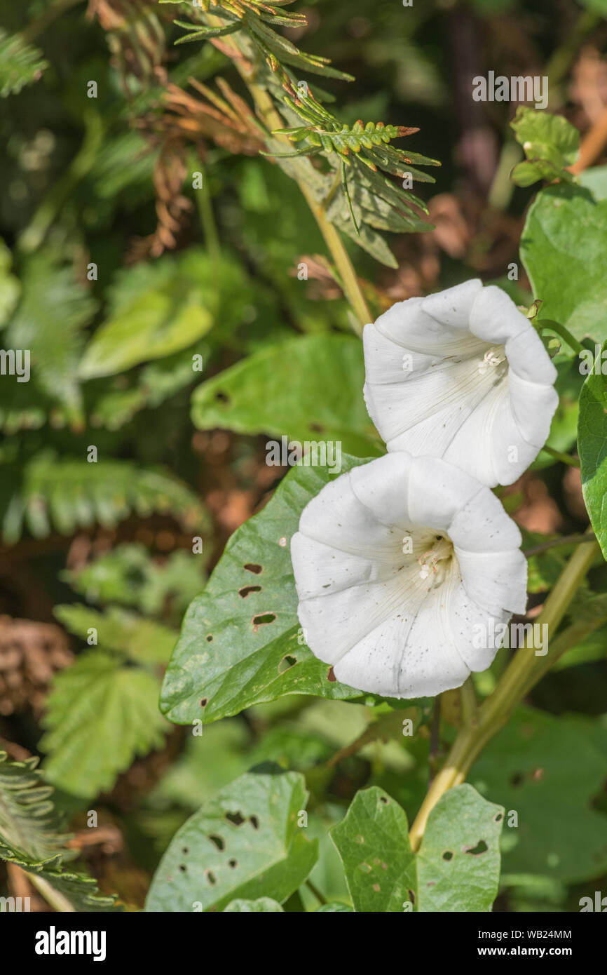 Blumen und Blätter von Hedge Bindweed/Calystegia sepium wächst in einer Hecke im Sonnenschein. Gemeinsame Unkraut UK, lästigen Unkraut, Heckenpflanzen. Stockfoto