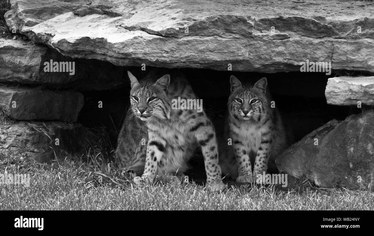 Bob Katzen; Wild & Schön Stockfoto