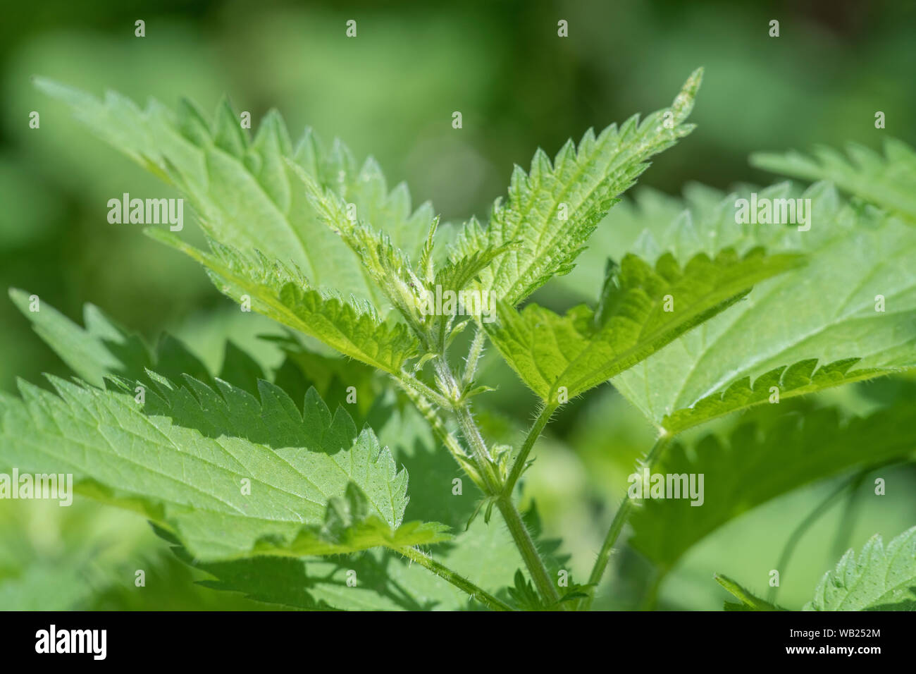 Laub/Blätter der gemeinsamen Brennnessel/Urtica dioica. Gut hat Essen für Brennnessel-suppe und Spinat Ersatz bekannt. Schmerzhafte Stachel Konzept. Stockfoto