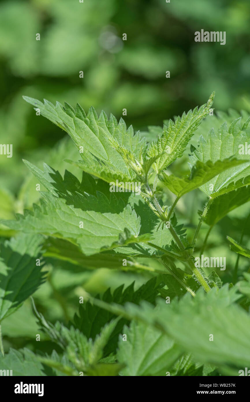 Laub/Blätter der gemeinsamen Brennnessel/Urtica dioica. Gut hat Essen für Brennnessel-suppe und Spinat Ersatz bekannt. Schmerzhafte Stachel Konzept. Stockfoto