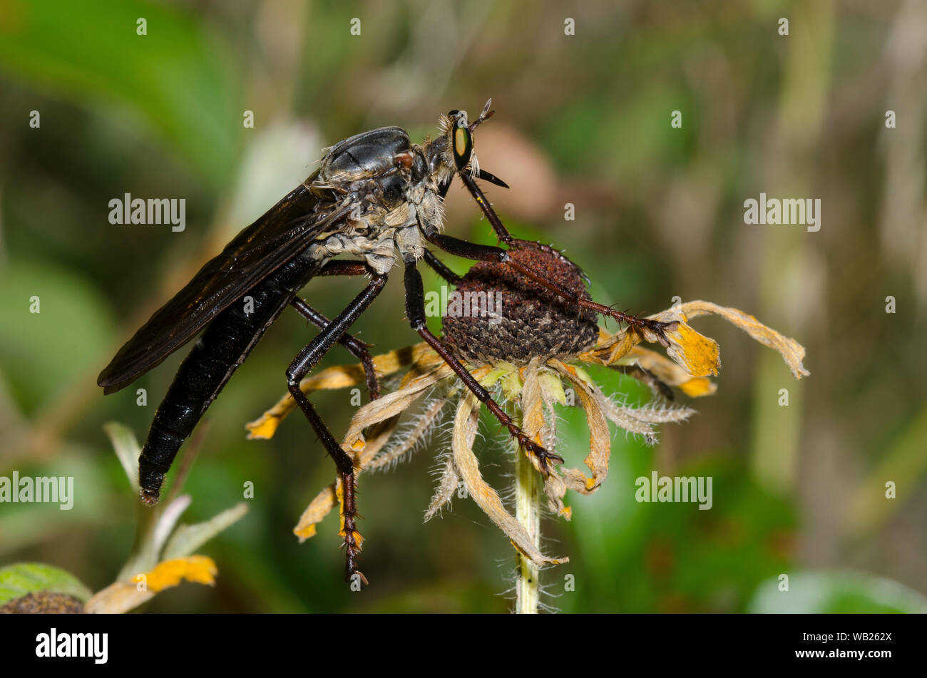 Räuber Fliegen, Microstylum morosum, Weiblich Stockfoto