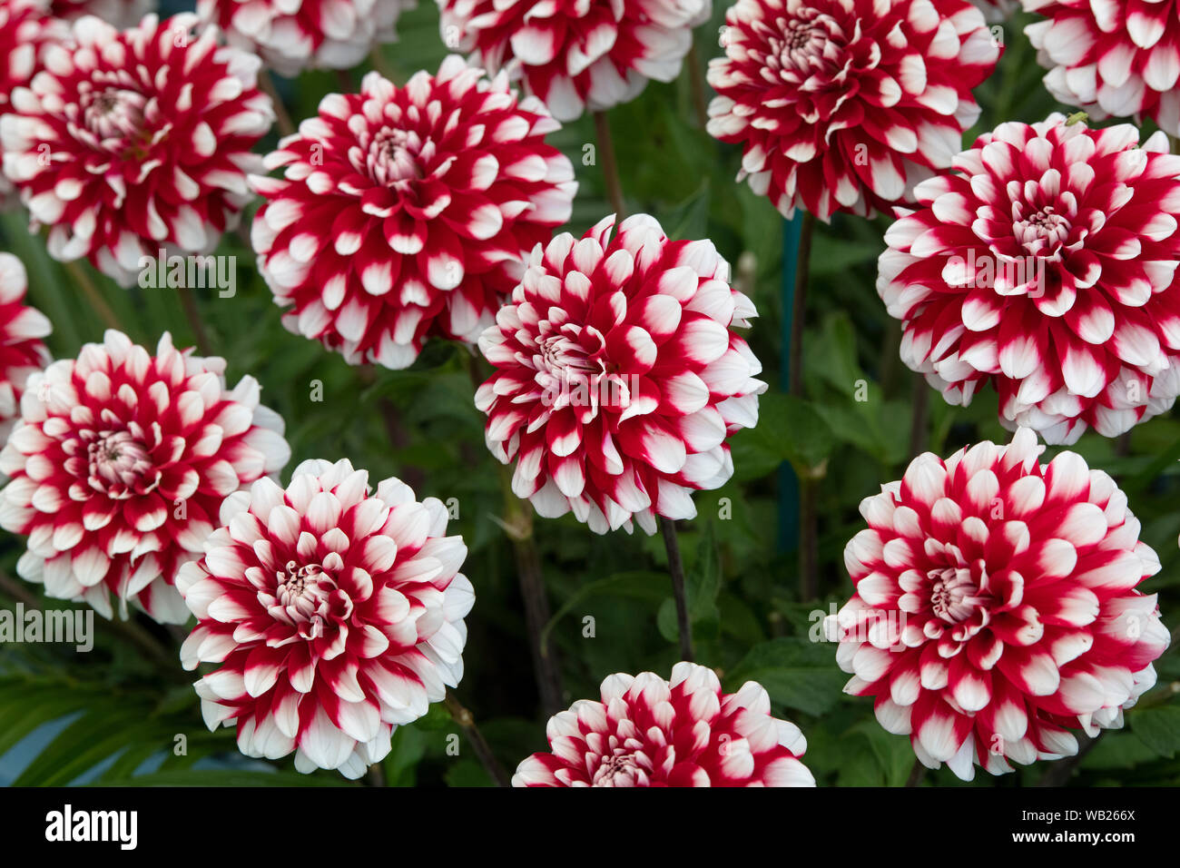 Dahlie 'checkers' Blumen. Miniatur Dekorative Dahlien auf Anzeige an eine Blume zeigen. Großbritannien Stockfoto
