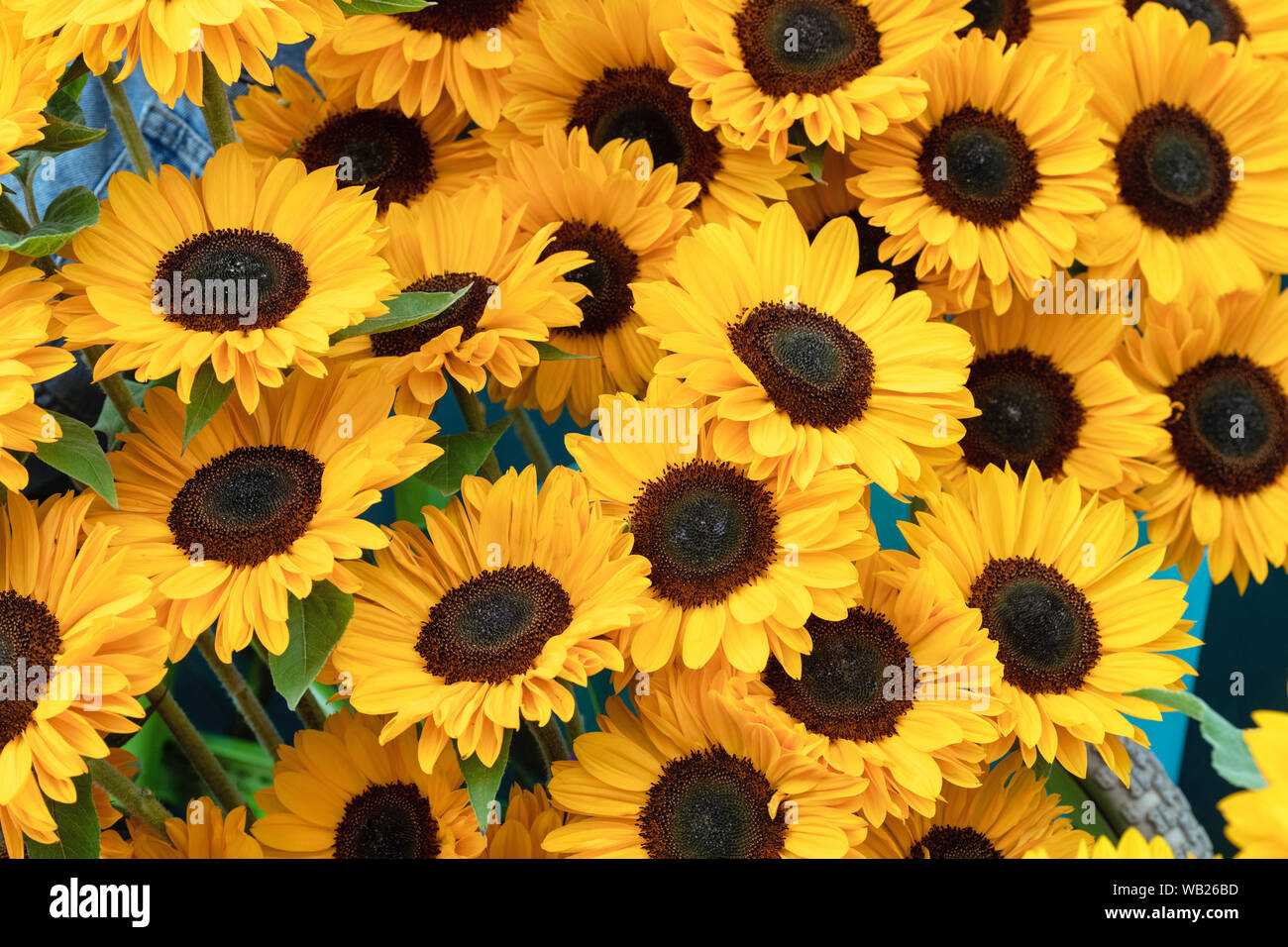Von Helianthus annuus unrich Provence'. Sonnenblumen in einer Anzeige an eine Blume zeigen Stockfoto