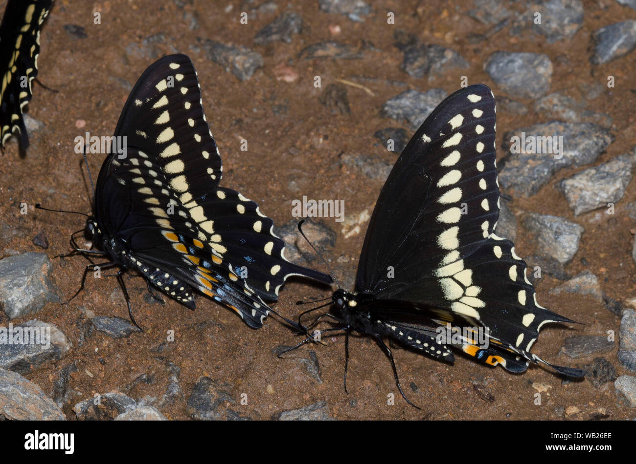 Schwarz, Schwalbenschwänze Papilio polyxenes, Männchen Schlamm - puddling Stockfoto