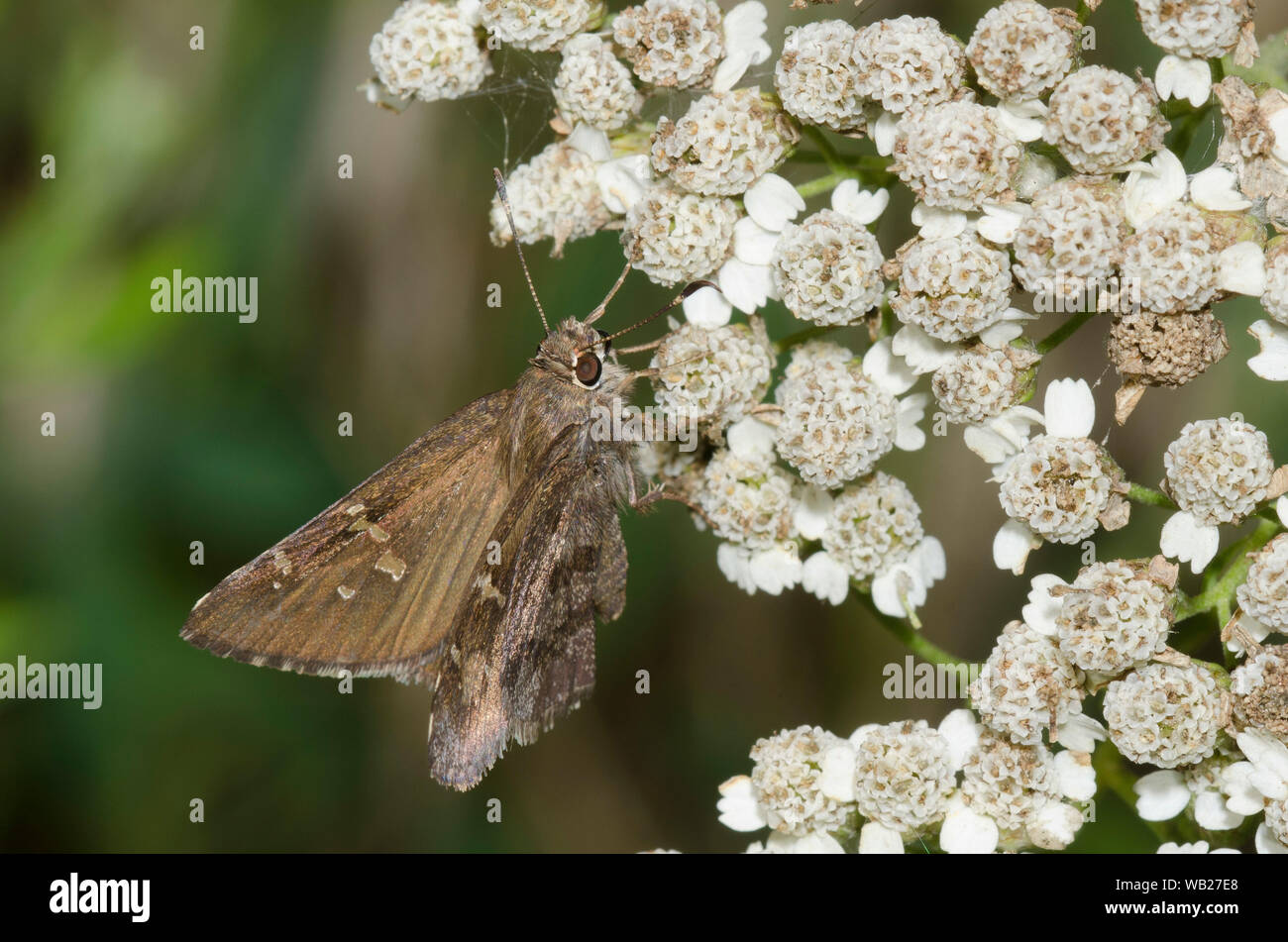 Outis Skipper, Cogia outis, auf Schafgarbe thront, Achillea sp. Stockfoto