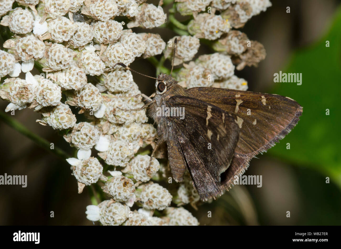 Outis Skipper, Cogia outis, auf Schafgarbe thront, Achillea sp. Stockfoto