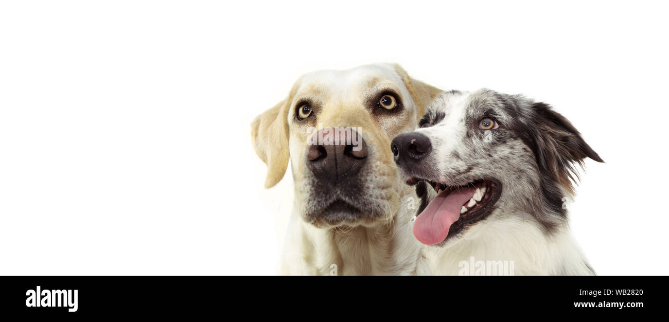 Banner zwei Hunde Seite Profil eines Labrador Retriever und ein Glückliches blue merle Border Collie, oben zu schauen. Auf weissem Hintergrund. Stockfoto