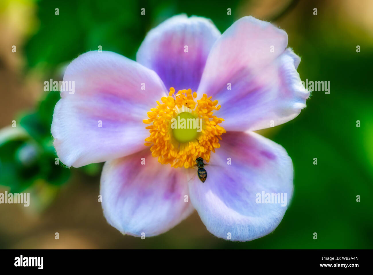 Ein Hoverfly ein wenig die Bestäubung auf einer Blume an der Huntsville Botanical Gardens in Huntsville, Alabama. Stockfoto