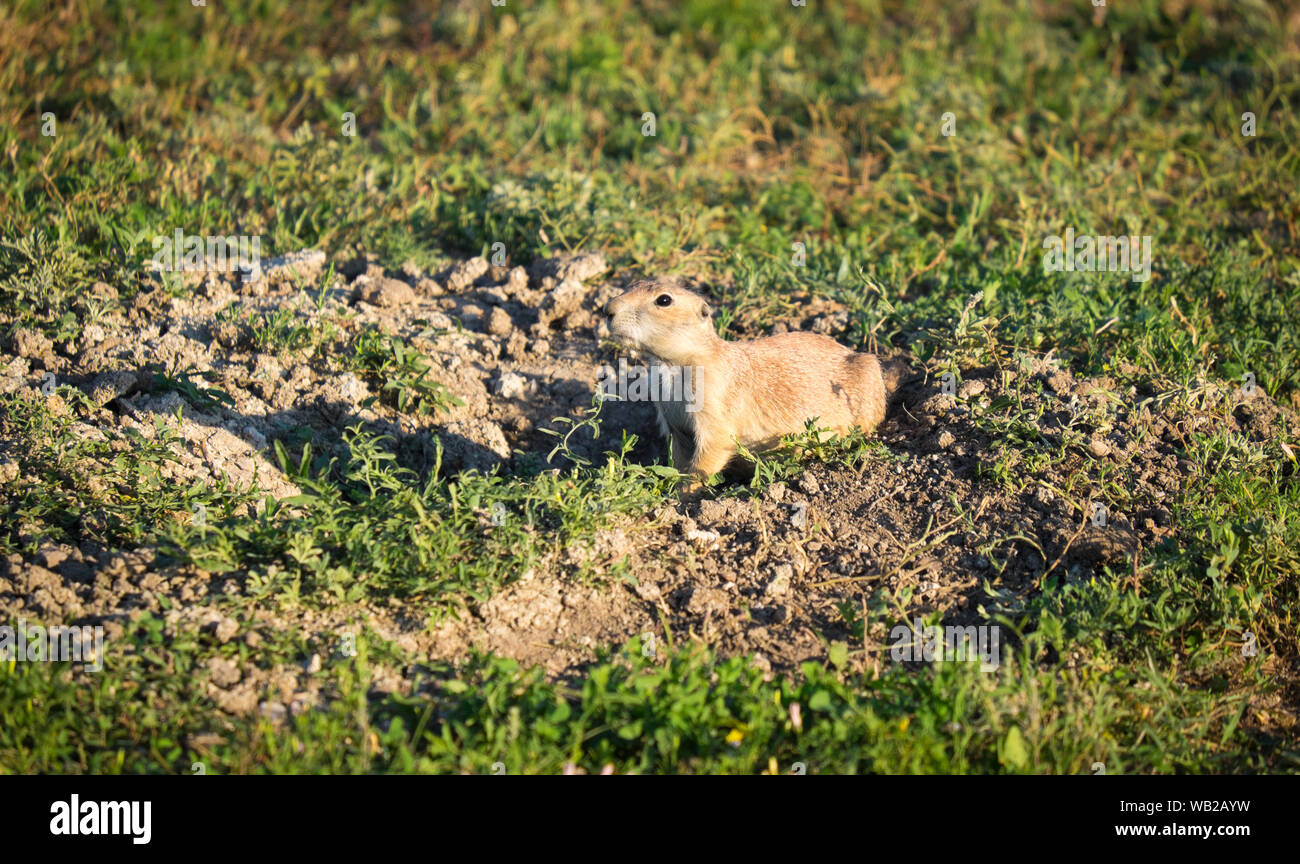 Prairie Dog Badlands, South Dakota, USA Stockfoto