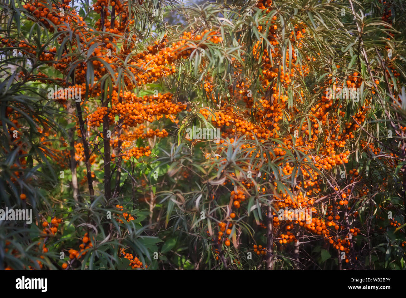 Hippophae rhamnoides als gemeinsame Meer bekannt. Stockfoto