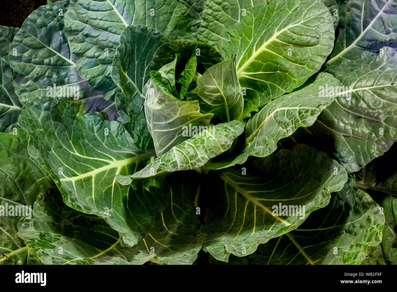 Kohl Stockfoto
