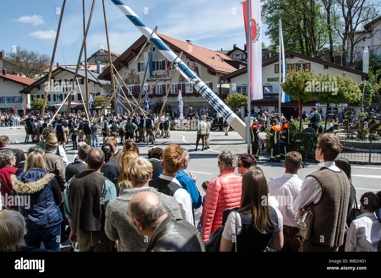 Eine der ältesten Traditionen noch in Oberbayern gepflegt ist die Einrichtung des traditionellen Maibaum zusammen mit Musik und Bier trinkt. Stockfoto