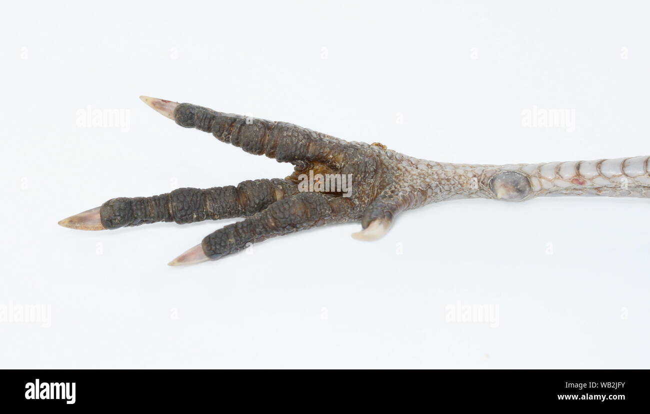 Fasan Beine. Süße vogel Füße. Schöner Vogel. Schönen Fasan. Makro vogel Beine. Wunderbare Foto mit birdy Füße. Stockfoto