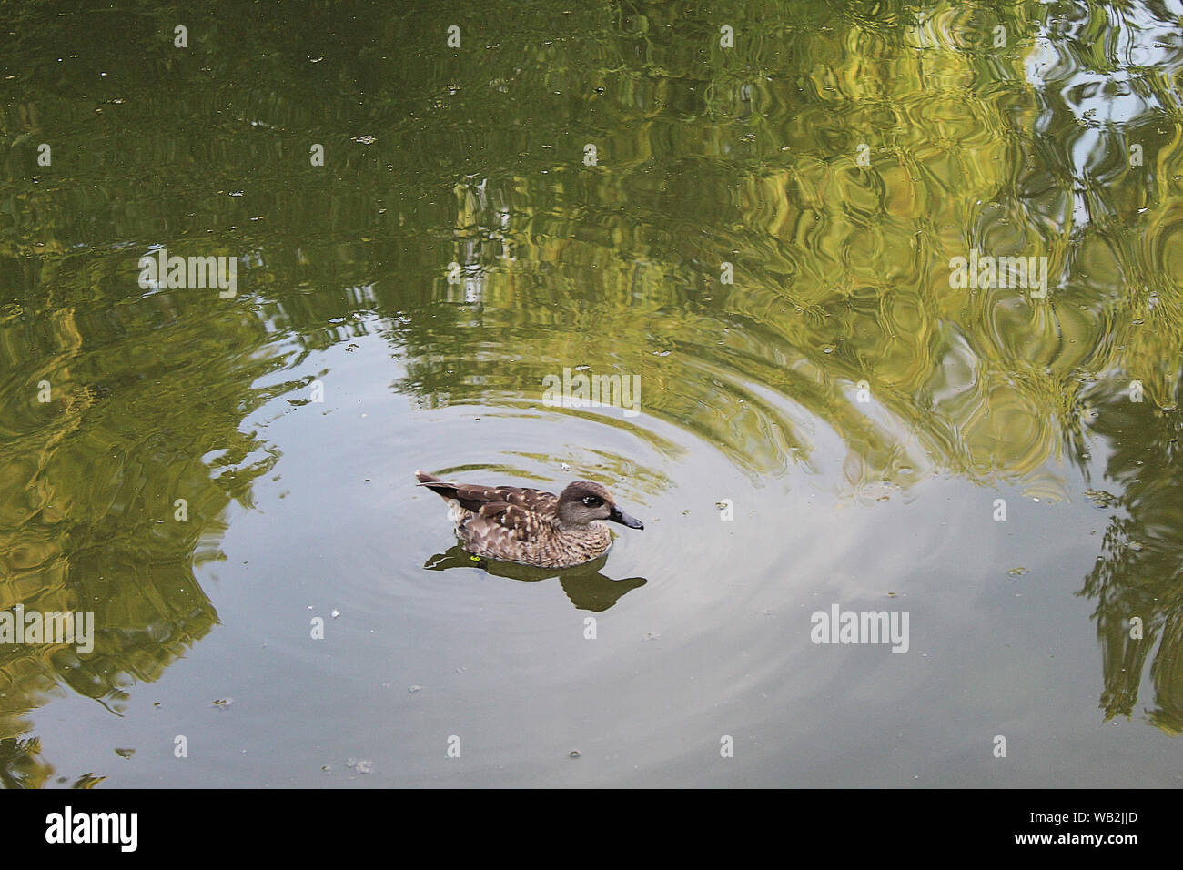 Ente in den Fluss in Deutschland Stockfoto