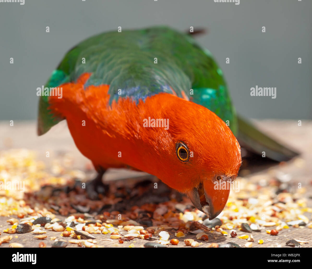 Australische König Parrot rote und grüne, bunte Papagei in Australien Stockfoto