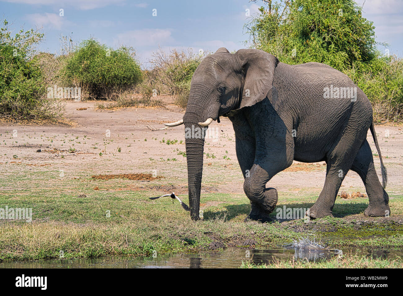 Afrikanische Elefanten wandern neben einem Wasserloch im Chobe-Nationalpark, Botswana, einer klassischen Safari-Tierwelt in Afrika. Stockfoto