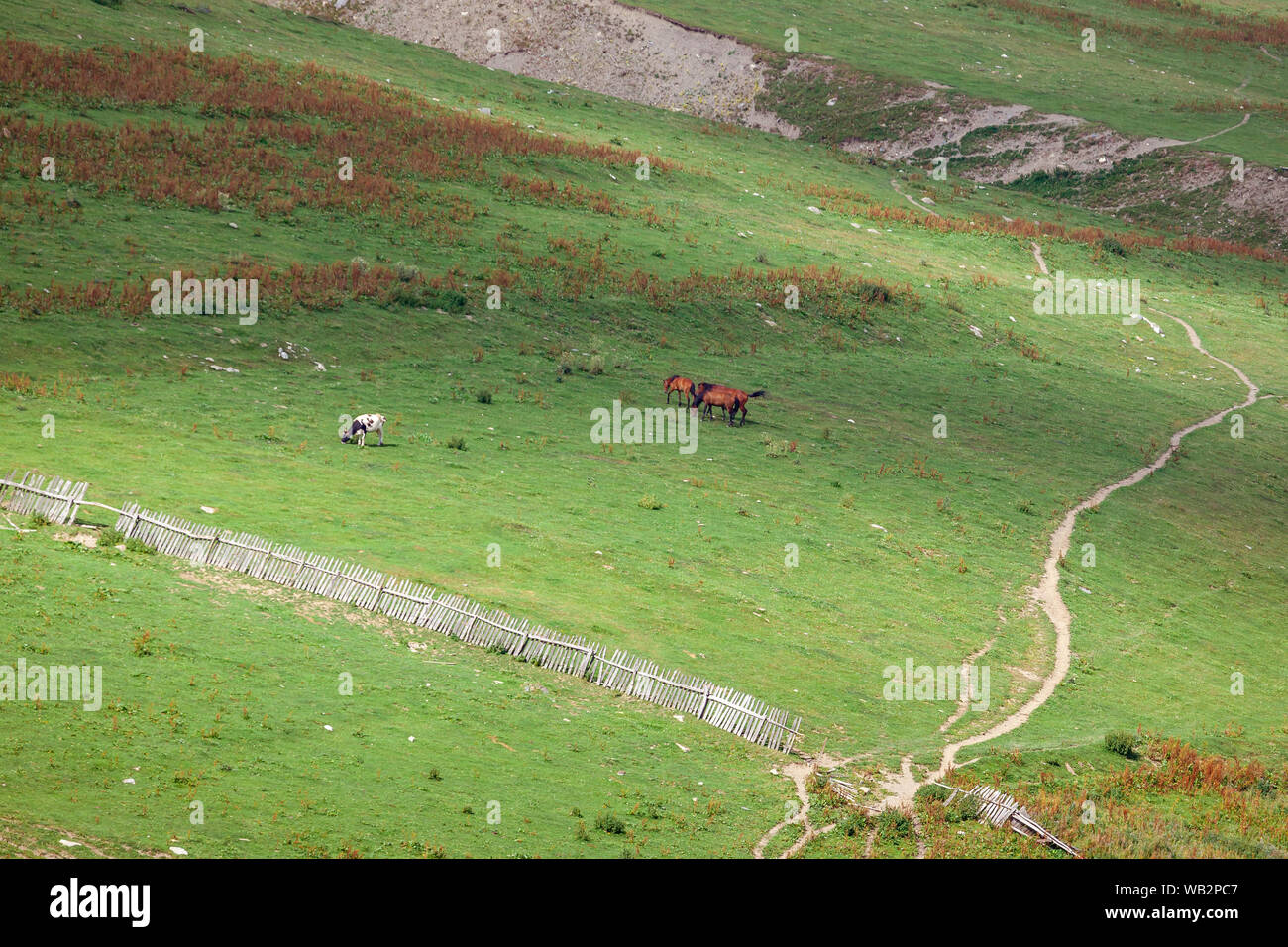 Pferde grasen frische grüne Gras auf der Weide. Tier. Stockfoto