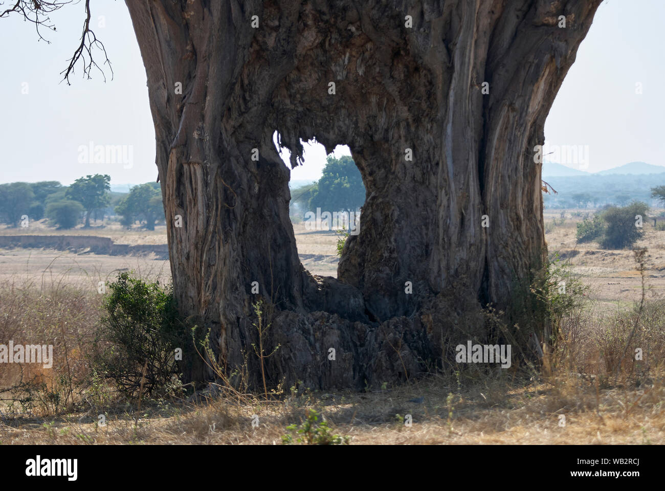 Eine alte große Baobab Baum mit einem riesigen Loch in der Amtsleitung Stockfoto
