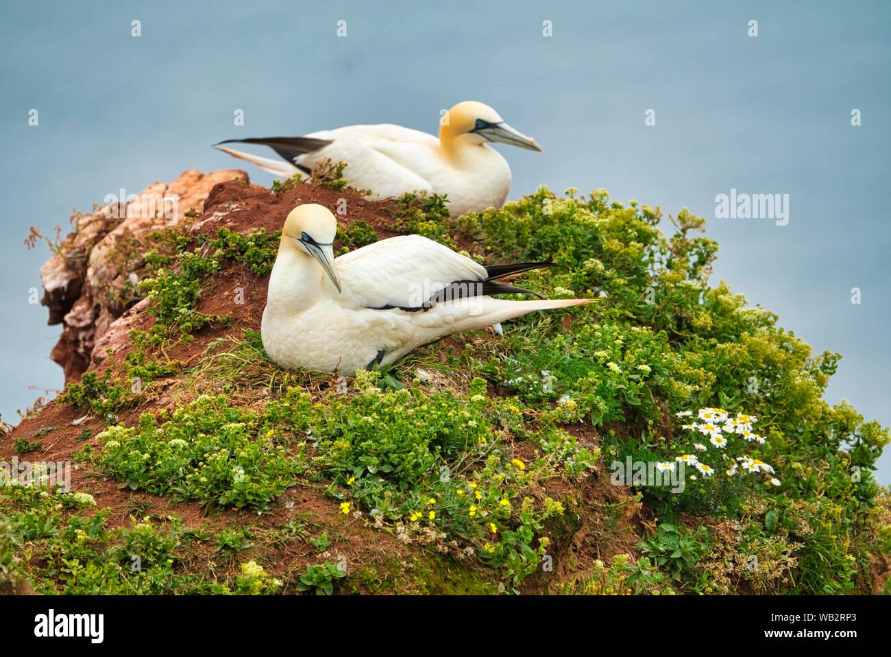 Paar der nördlichen Garnet auf dem roten Felsen - Insel Helgoland Stockfoto