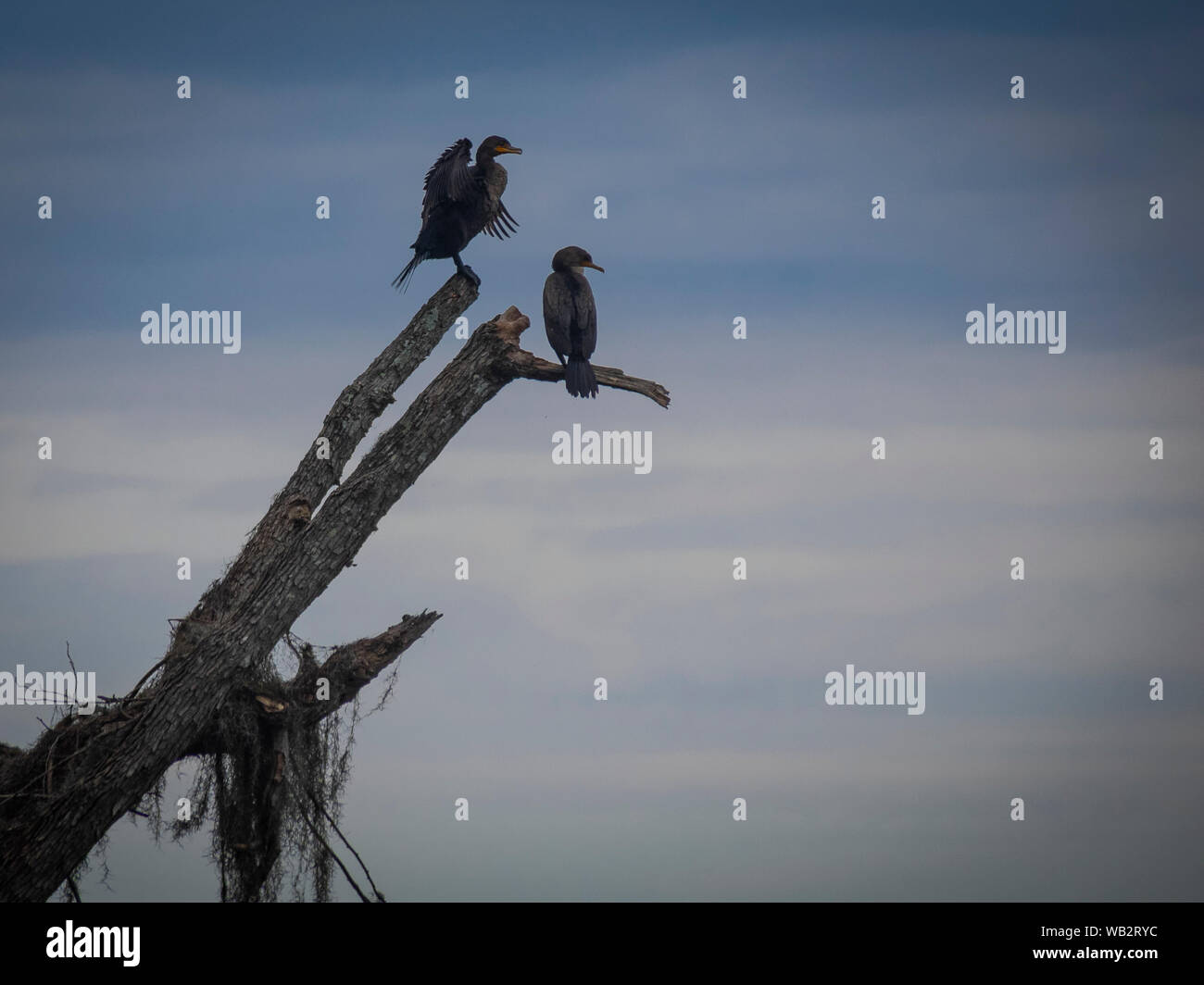 Wildtiere in der Natur Stockfoto