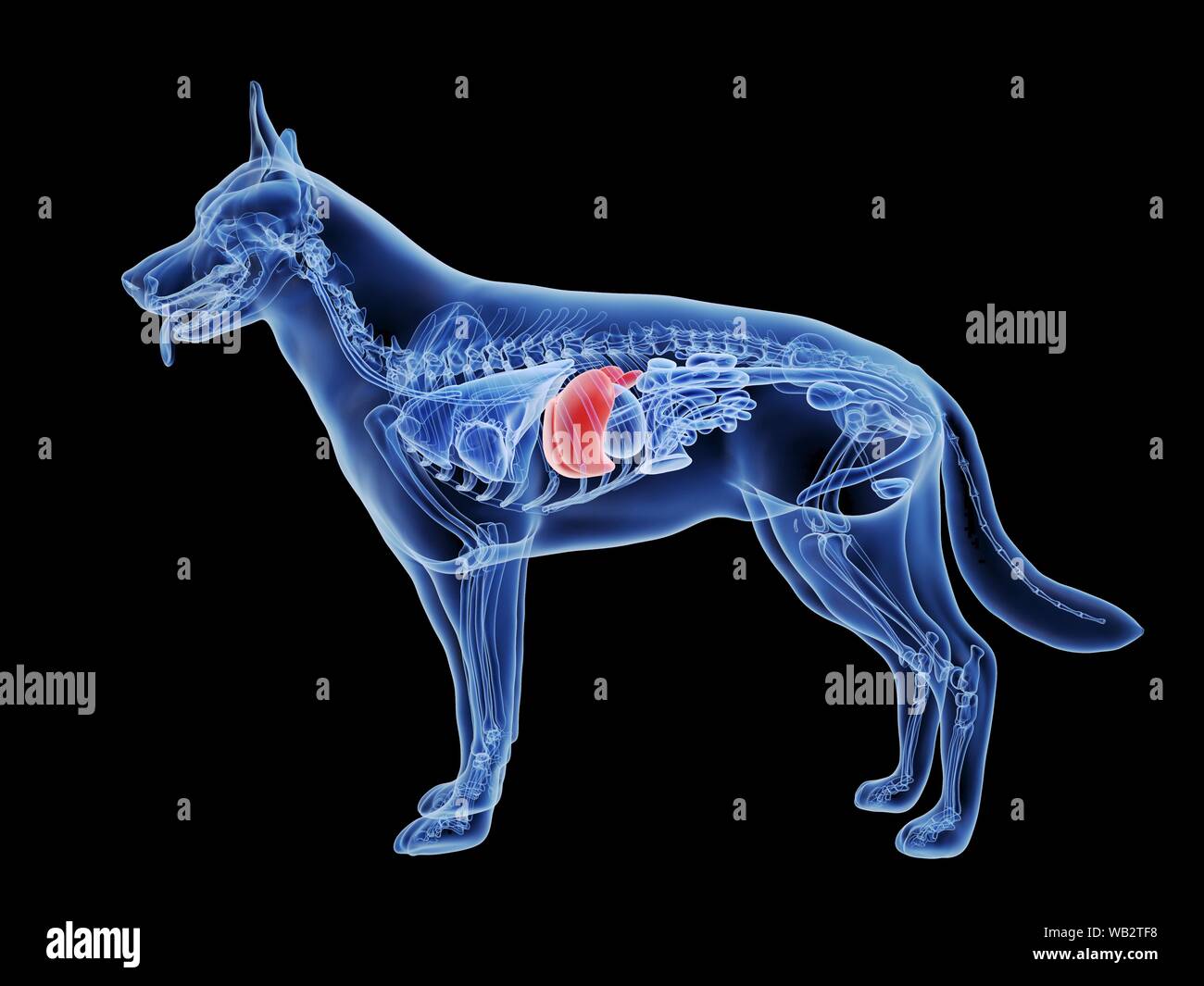 Hund Leber, computer Abbildung Stockfotografie - Alamy