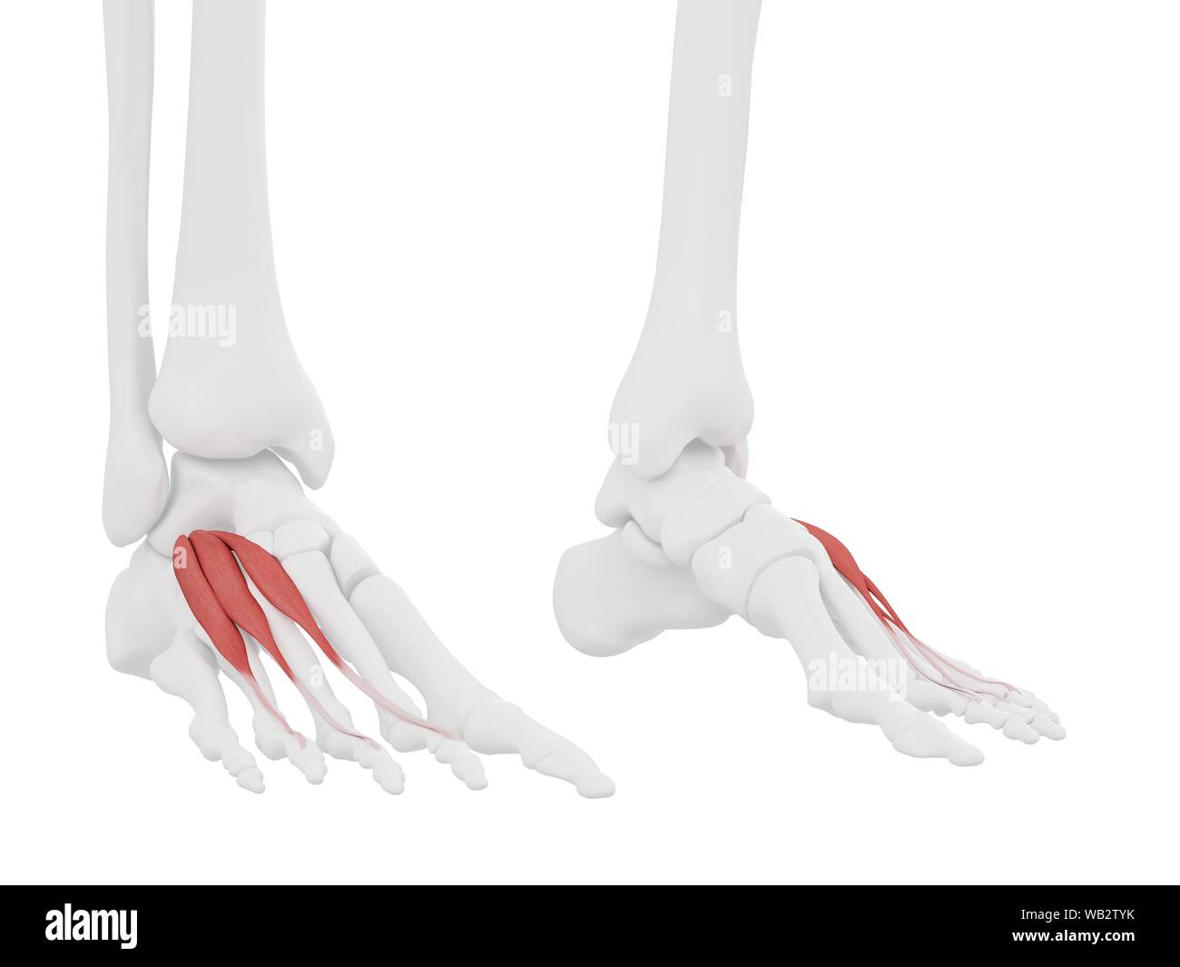 Extensor digitorum brevis Muskel, computer Abbildung. Stockfoto