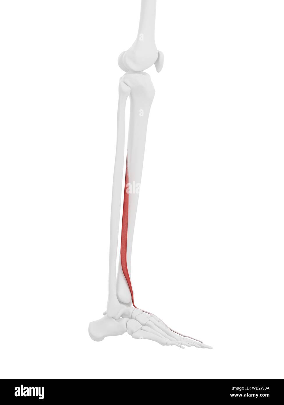 Extensor hallucis longus Muscle, computer Abbildung. Stockfoto