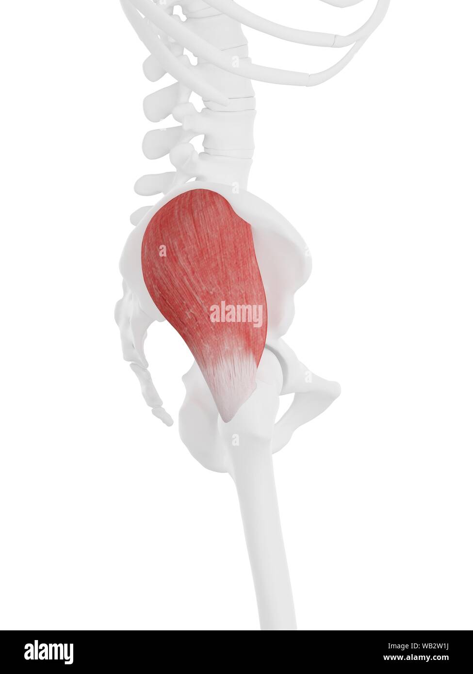 Gluteus medius Muskel, computer Abbildung. Stockfoto