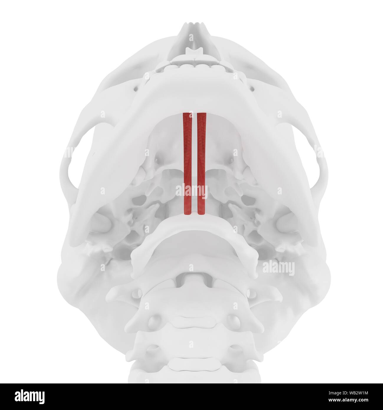 Geniohyoid Muskel, computer Abbildung. Stockfoto