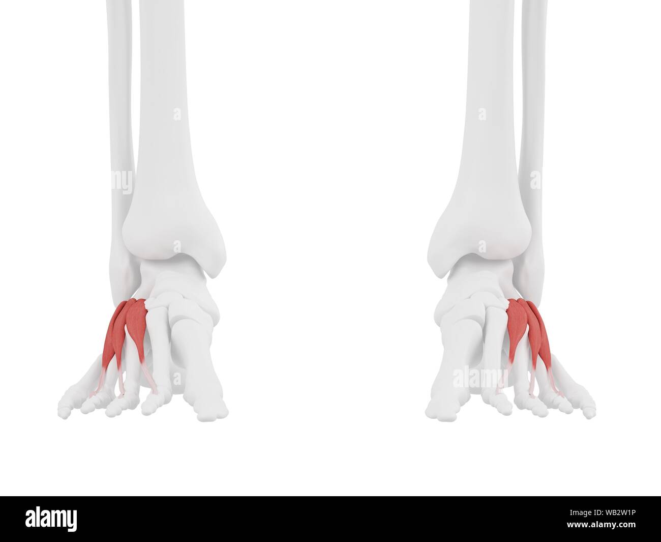 Extensor digitorum brevis Muskel, computer Abbildung. Stockfoto