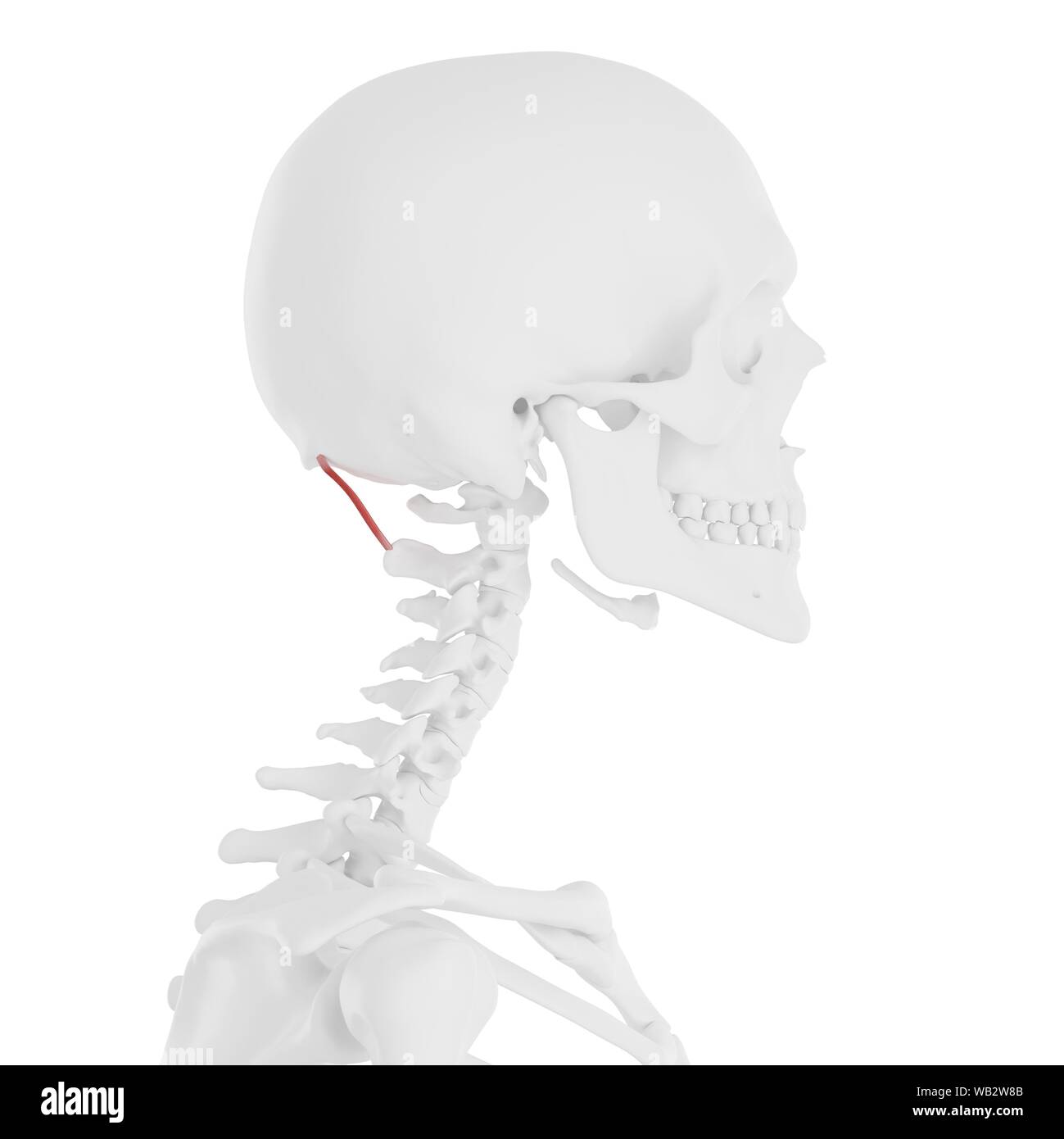 Rectus capitis posterior major Muskel, computer Abbildung