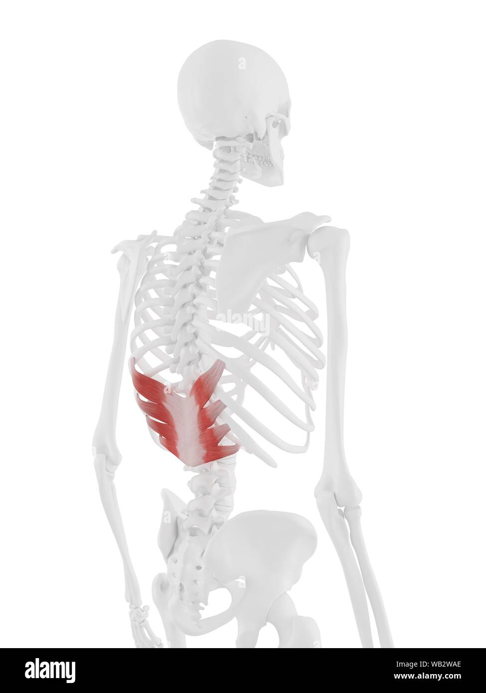 Serratus posterior inferior Muskel, computer Abbildung. Stockfoto