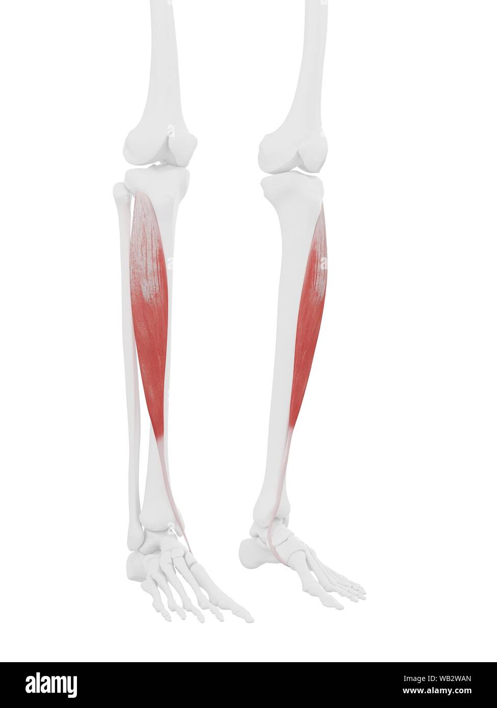 Illustration tibialis anterior muscle Fotos und Bildmaterial in hoher