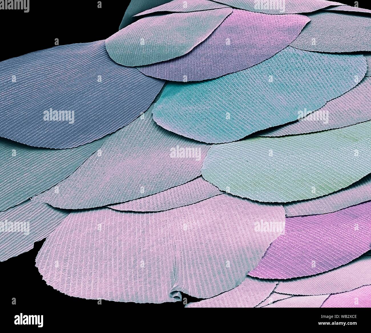 Silberfische Skalen (Lepisma saccharina). Farbige Scanning Electron Micrograph (SEM) der Skalen von einem silberfische. Die Silverfish ist eine primitive Insekt, das seit Millionen von Jahren unverändert geblieben ist, und ist ein lebendes Fossil betrachtet. Die silberfische wird so genannt, weil er in den kleinen glänzenden Schuppen bedeckt ist. Es ist ein gemeinsamer Haushalt Schädlingsbekämpfung, Fütterung von Stärken in den Bereichen Lebensmittel, Bücher und Kleidung. Vergrößerung x 300 Wenn gedruckt 10cm breit Stockfoto