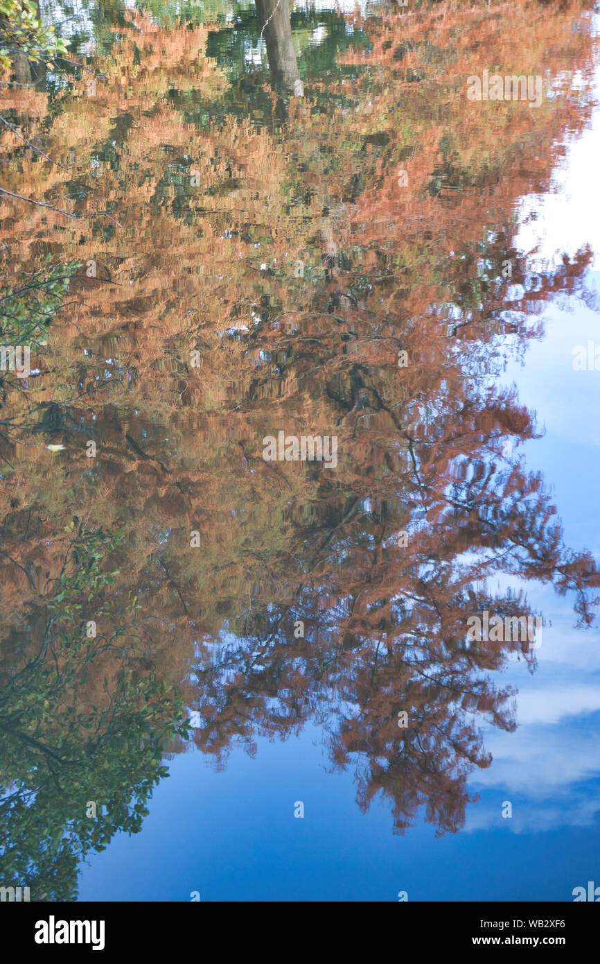 Herbst Baum imirroring in einem Teich Stockfoto