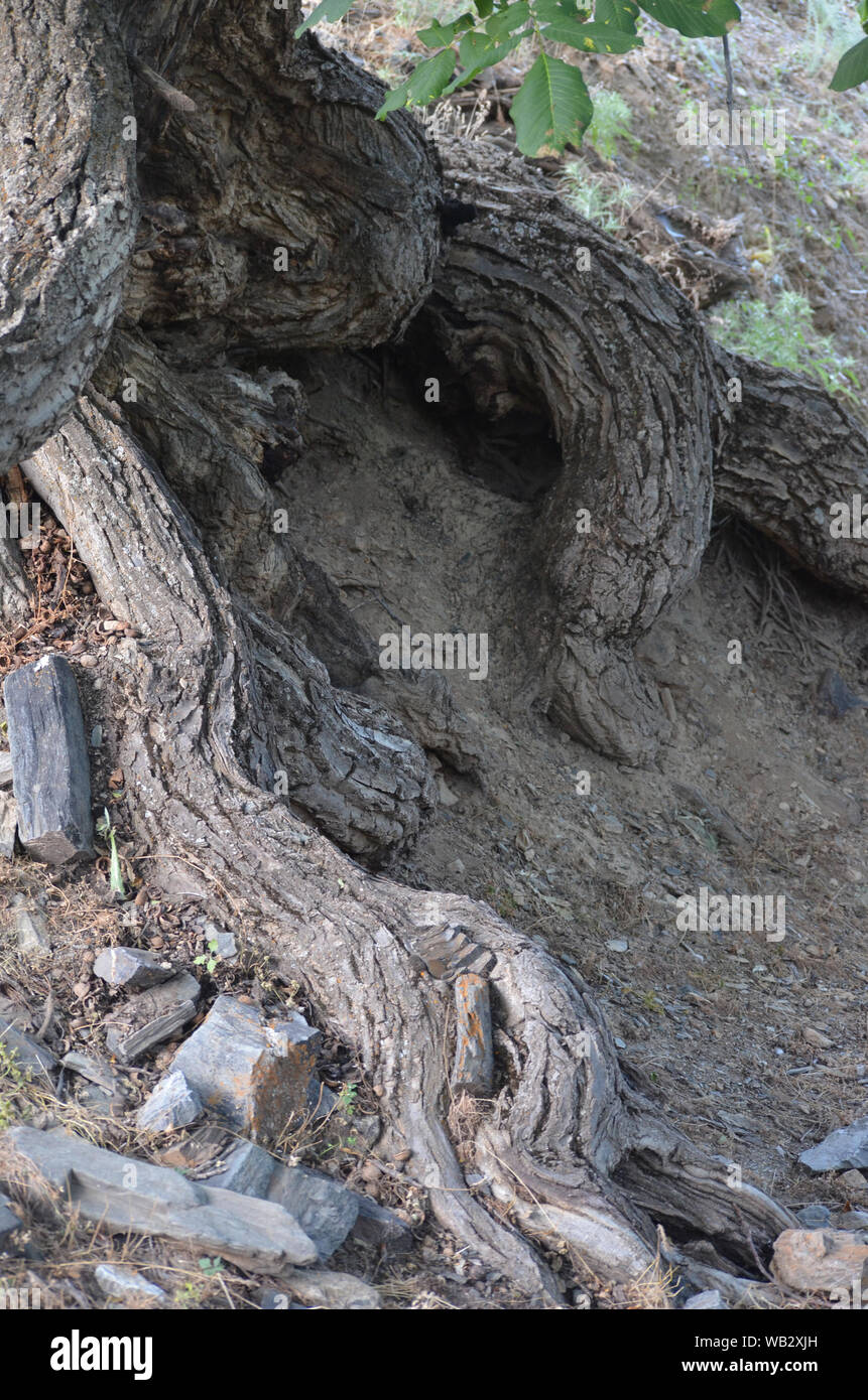 Knorrige Wurzeln der alten Bäume in der Nuratau Berge, zentralen Usbekistan Stockfoto