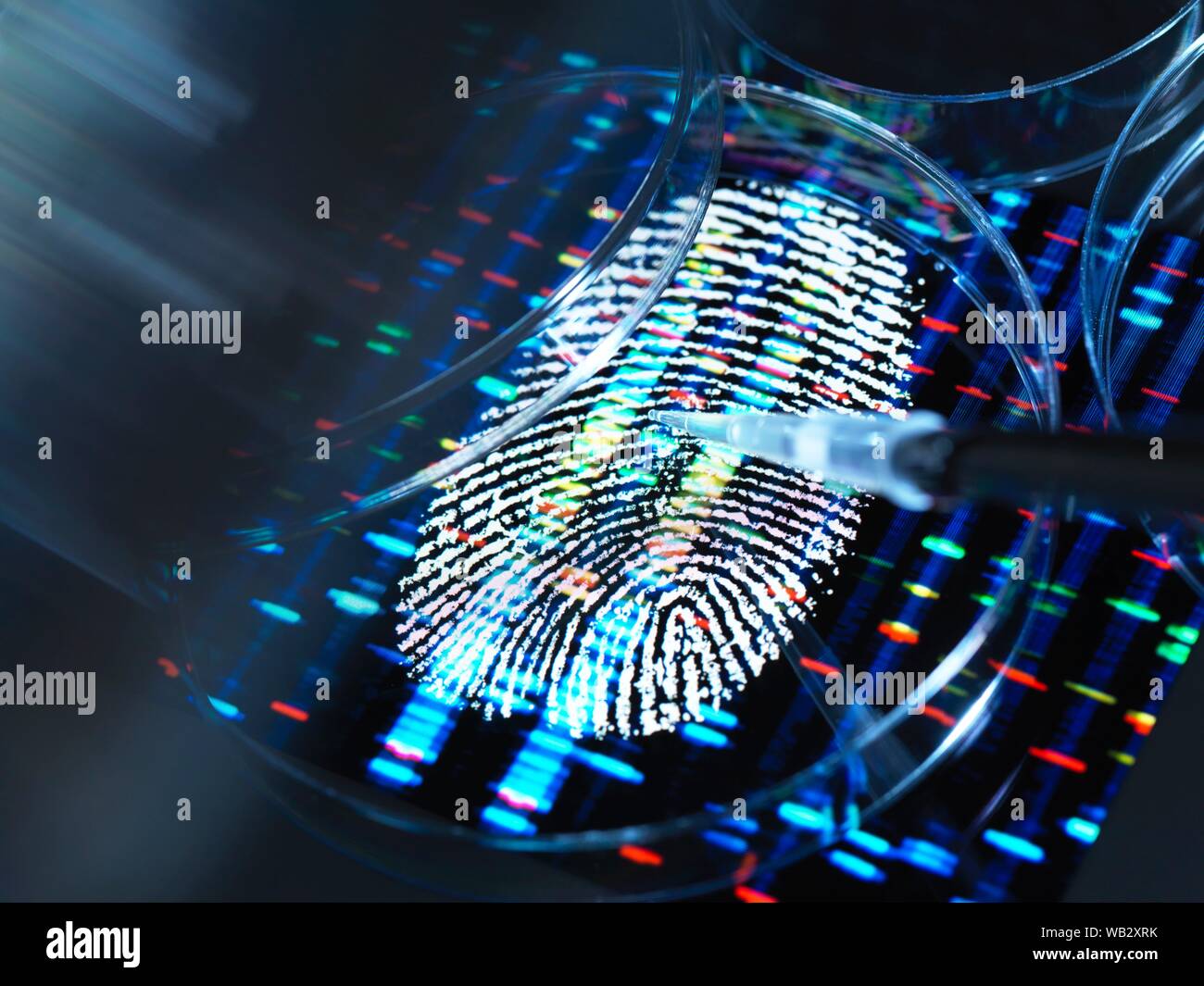 Konzeptionelle Bild zur Veranschaulichung der genetischen Forschung. Ein menschlicher Fingerabdruck mit einem DNA (Desoxyribonukleinsäure)-Profil unter einem menschlichen Probe in einer Petrischale. Stockfoto
