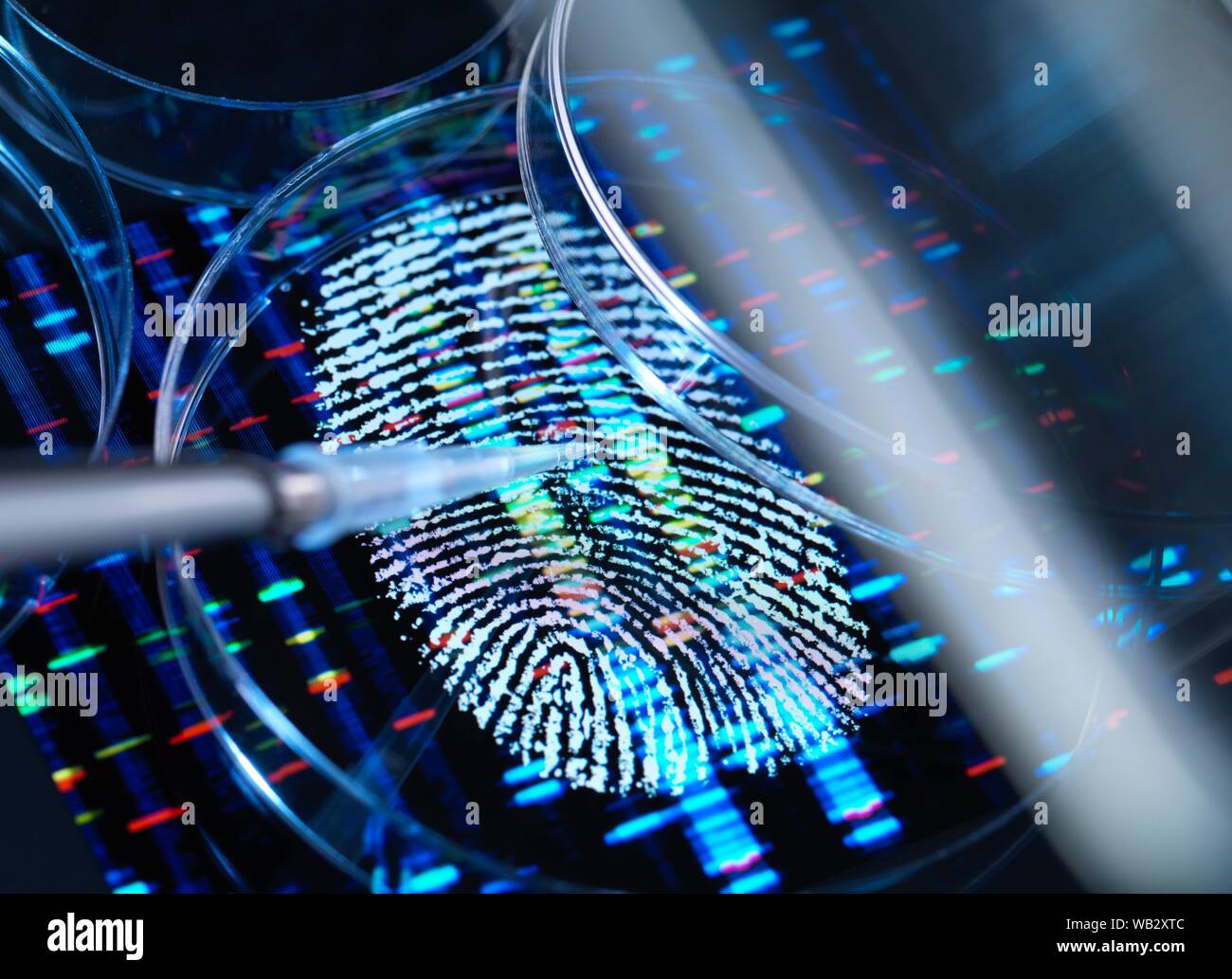 Konzeptionelle Bild zur Veranschaulichung der genetischen Forschung. Ein menschlicher Fingerabdruck mit einem DNA (Desoxyribonukleinsäure)-Profil unter einem menschlichen Probe in einer Petrischale. Stockfoto