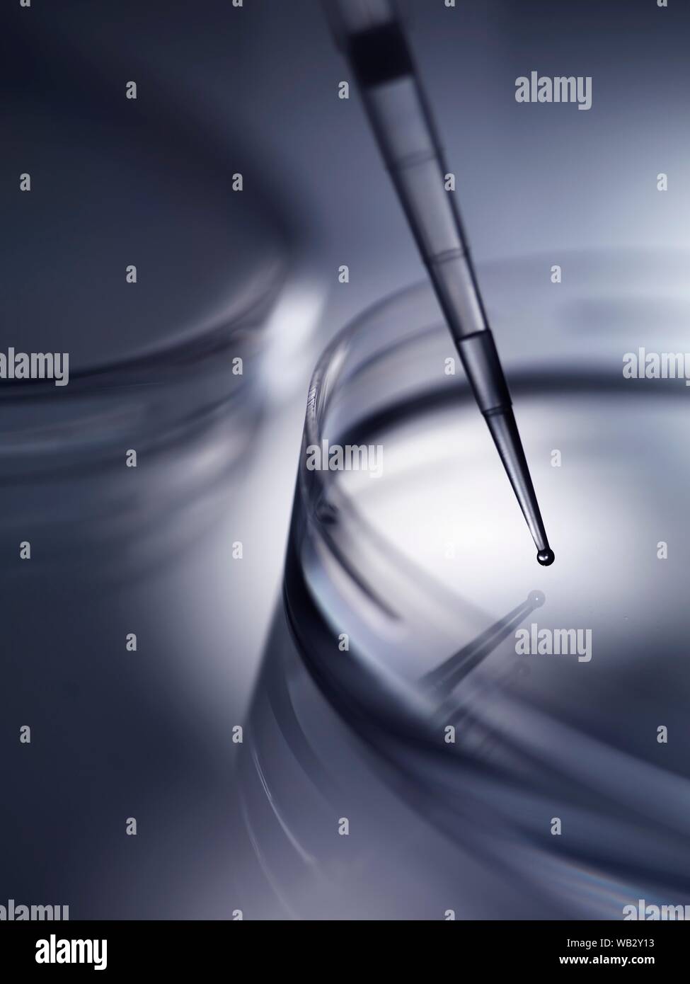 Die biomedizinische Forschung. Probe pipettiert in Petrischalen mit Medium. Stockfoto