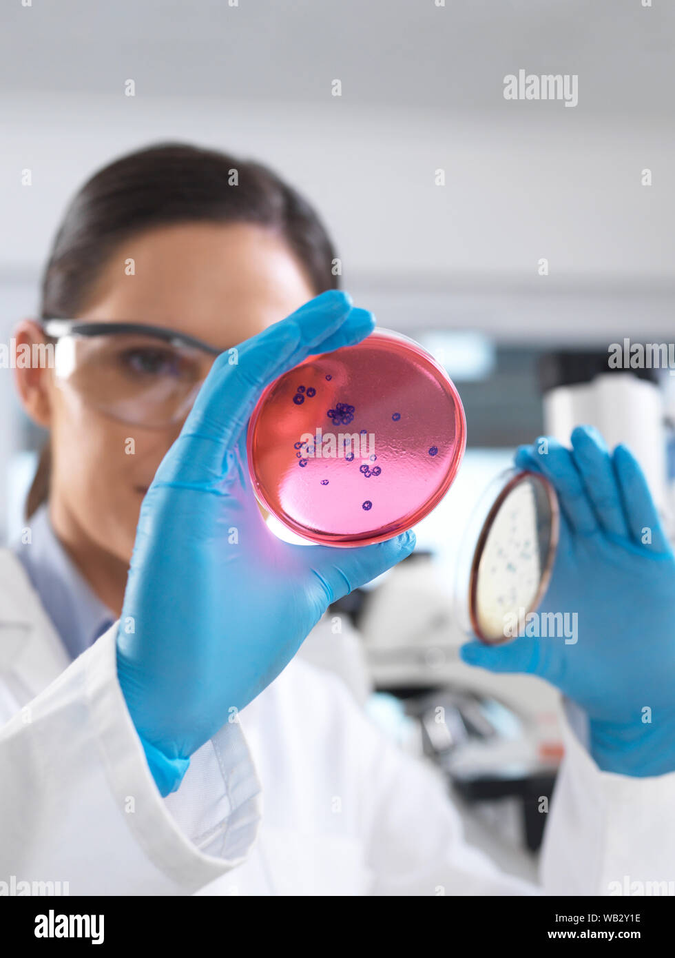 Mikrobiologie Forschung. Wissenschaftler untersuchen Bakterienkulturen wachsen in Petrischalen. Stockfoto