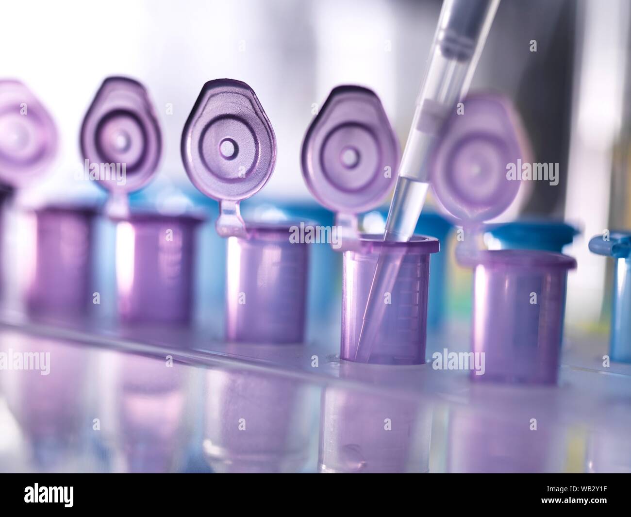 Die biotechnologische Forschung. Probe in Reagenzgläser pipettiert wird. Stockfoto