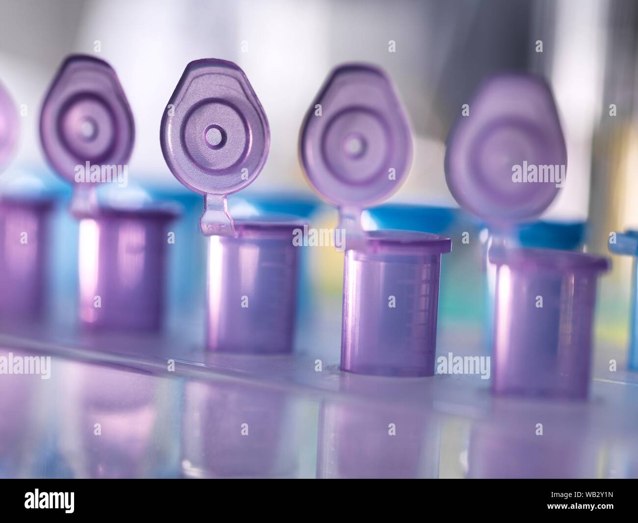 Die biotechnologische Forschung. Probe in Reagenzgläser pipettiert wird. Stockfoto